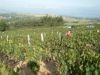 vendange 2004 010.jpg